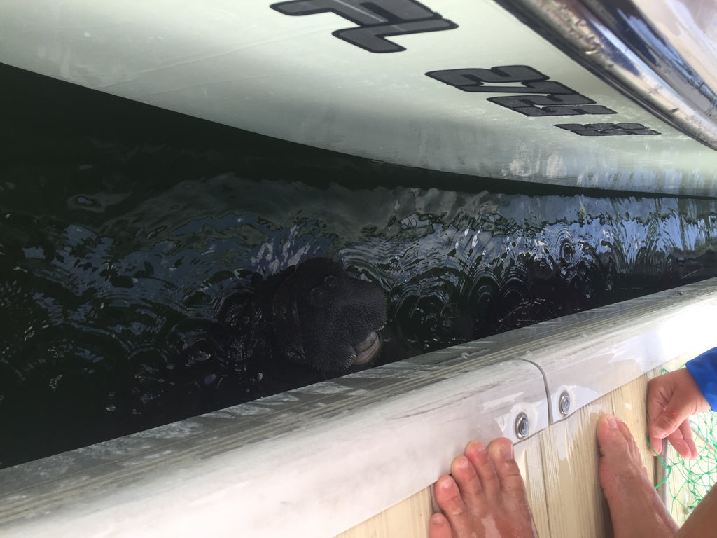 Visitors at the Dock...Manatees!